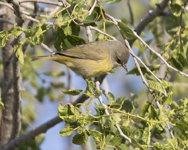 Nashville Warbler 7398